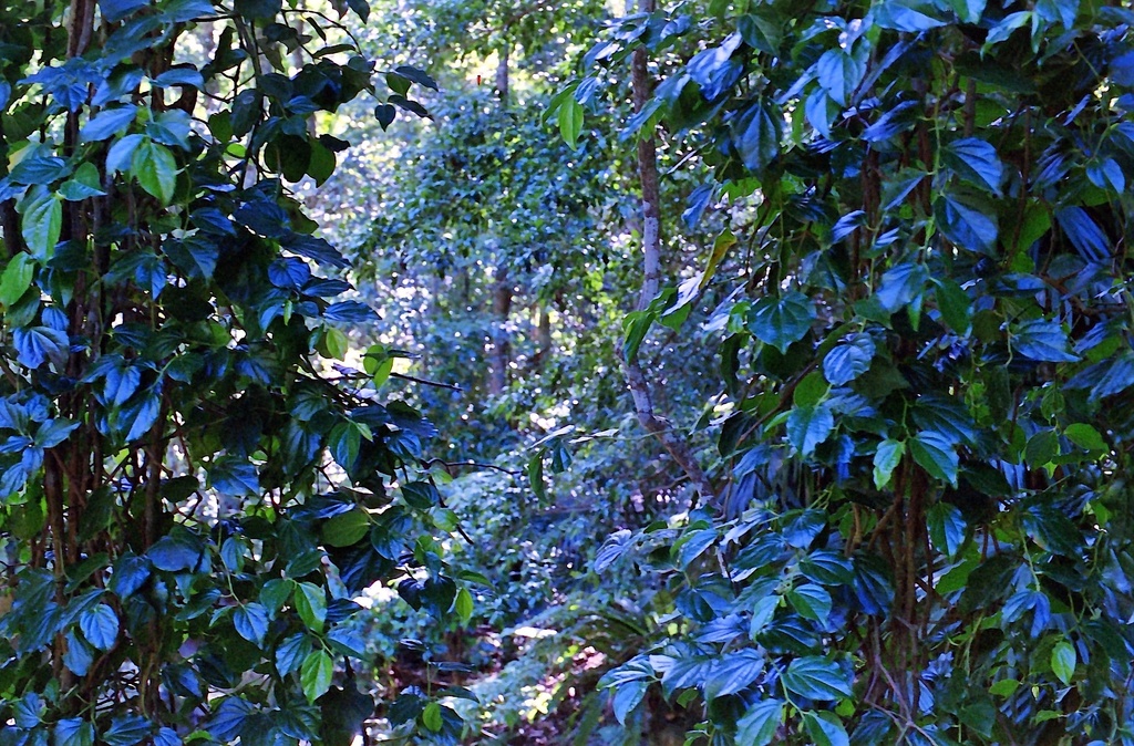 Hanging vines by peterdegraaff