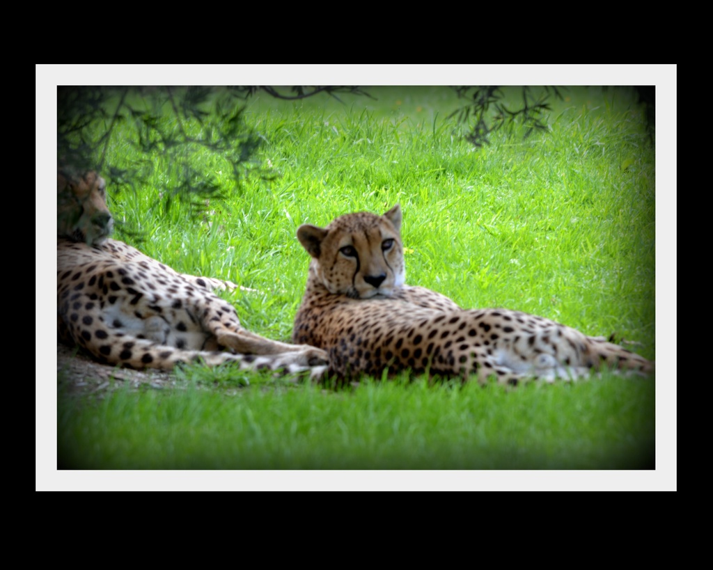 Cheetah,.. by julzmaioro