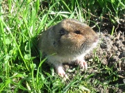 24th Jan 2010 - A gopher pops up in the park lawn