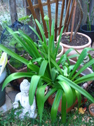 19th Oct 2013 - Blooming Agapanthus 
