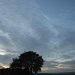 sky & tree silhouettes by parisouailleurs