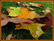 19th Oct 2013 - Fallen leaves