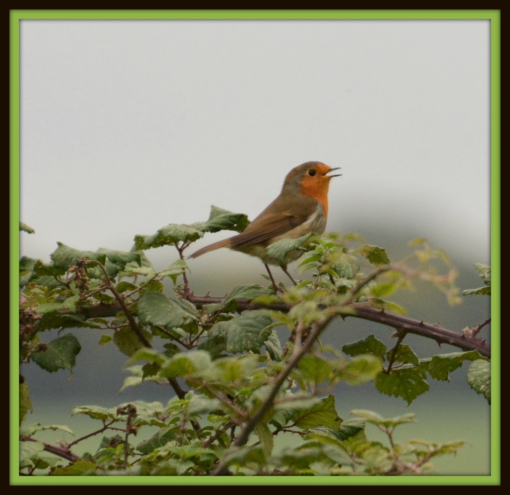Sing a song robin by rosiekind