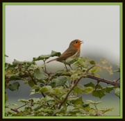 19th Oct 2013 - Sing a song robin