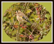 19th Oct 2013 - Goldfinch 