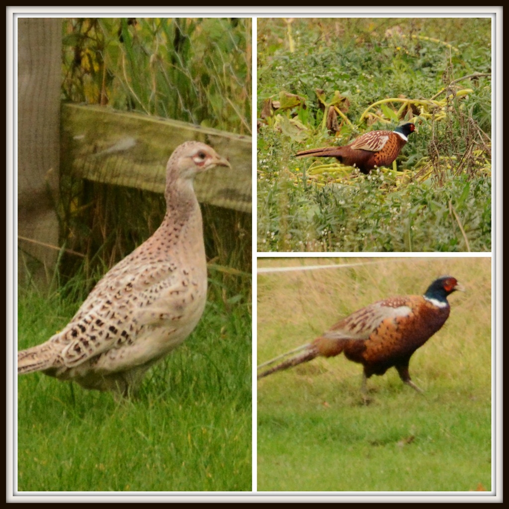 The pheasants by rosiekind