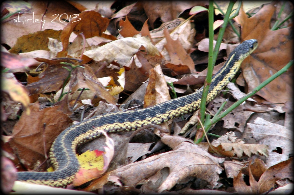 Eastern Garter Snake by mjmaven