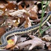 Eastern Garter Snake by mjmaven