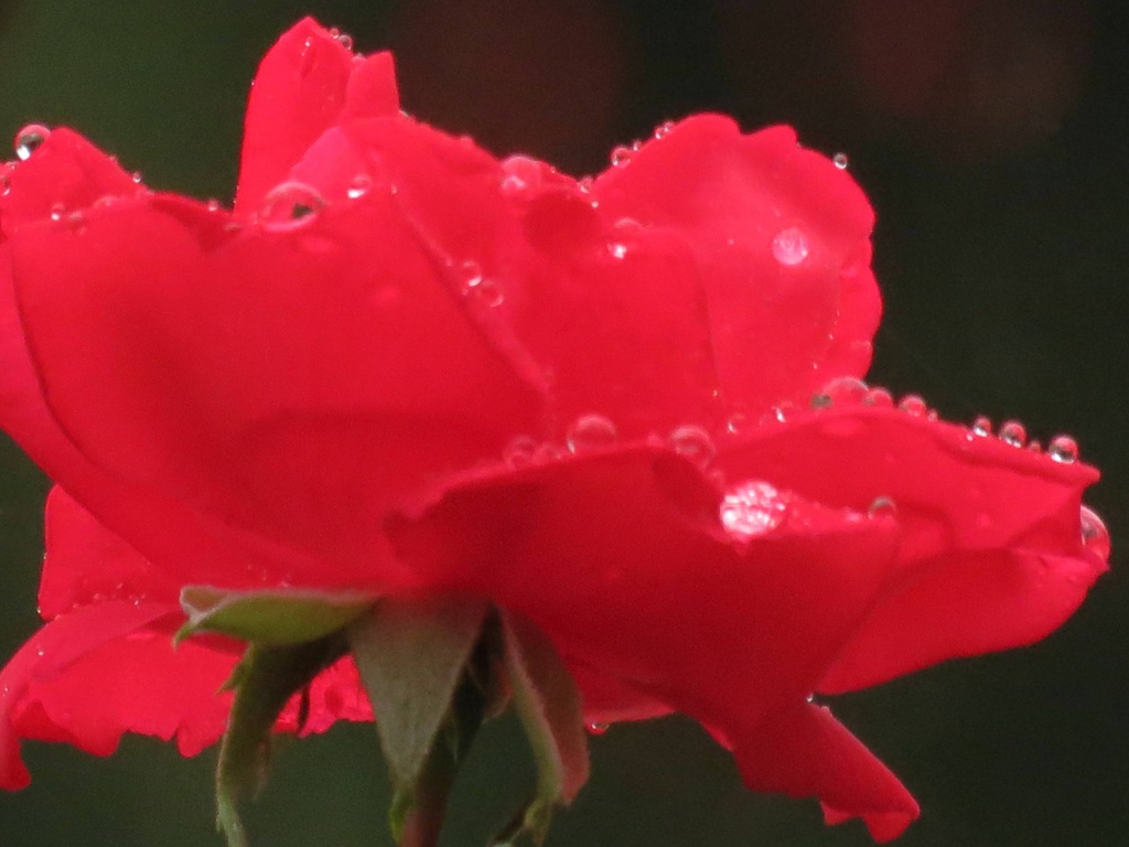 Rainy Rose by grammyn