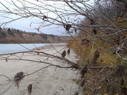 19th Oct 2013 - Sandy Shores of the North Saskatchewan