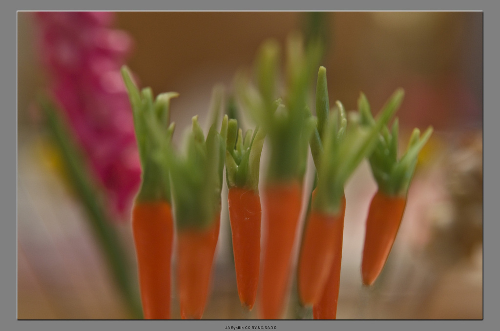 Carrots - A Still Life by byrdlip