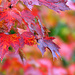 autumn leaves by summerfield