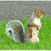 Mummy Squirrel by carolmw