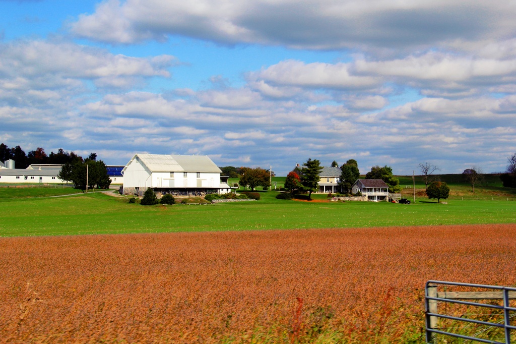 Farm Life In Living Color by digitalrn