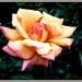 A Rose , is a Rose , is a Rose ---- by beryl