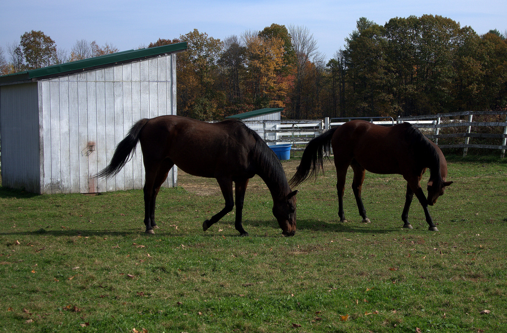 Grazing by kevin365