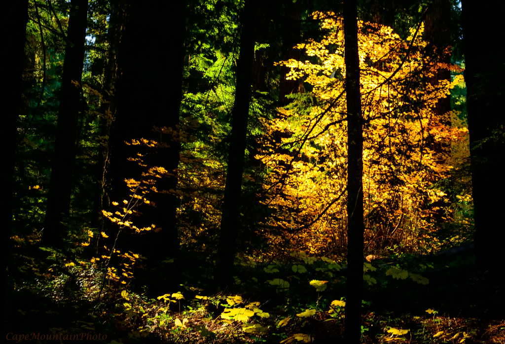 Magical Fall Forest  by jgpittenger