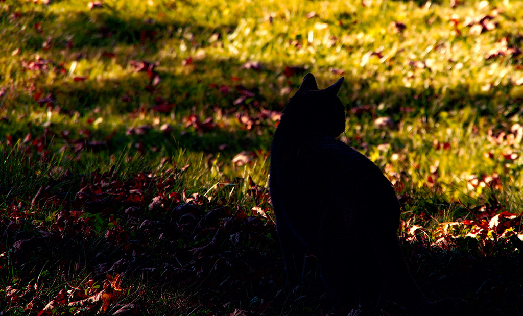 Later afternoon cat by houser934