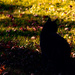 Later afternoon cat by houser934