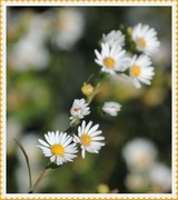 20th Oct 2013 - Dainty Daisies