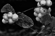 20th Oct 2013 - Snow berries 