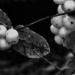 Snow berries  by craftymeg