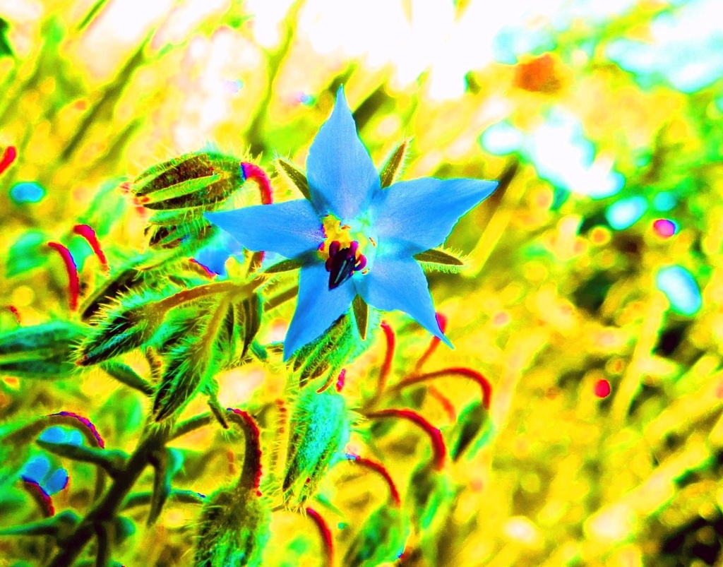 Plavi cvijet by vesna0210