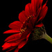Red Gerbera on 365 Project