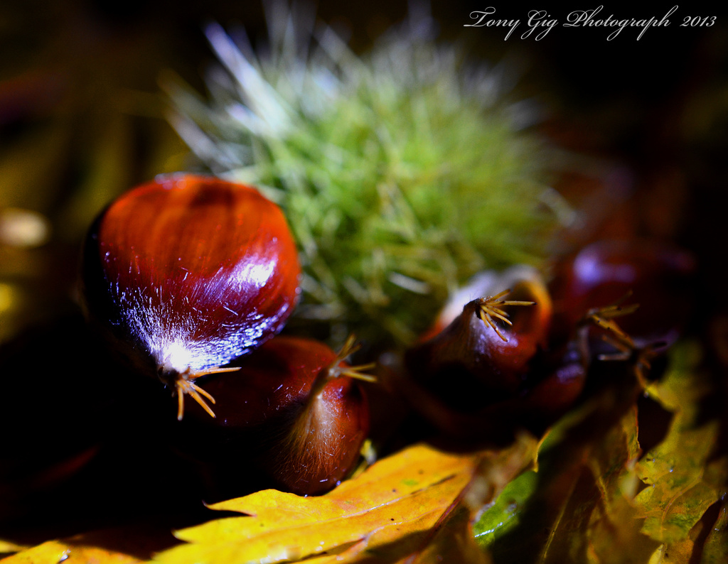 Sweet Chestnut by tonygig