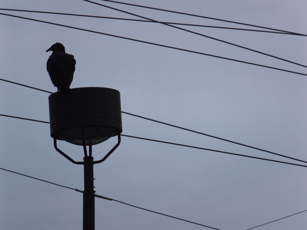 Nevermore Bird by linnypinny