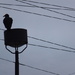 Nevermore Bird by linnypinny