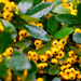 Yellow berries - 20-10 by barrowlane