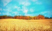 14th Oct 2013 - fields of gold