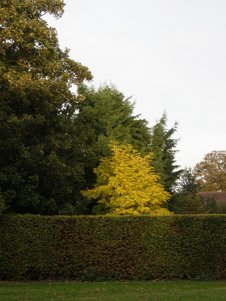  Some shades of Autumn  by beryl