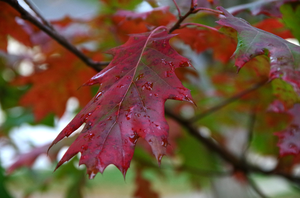 Red Leaf by houser934