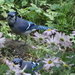 Another blue jay by bruni