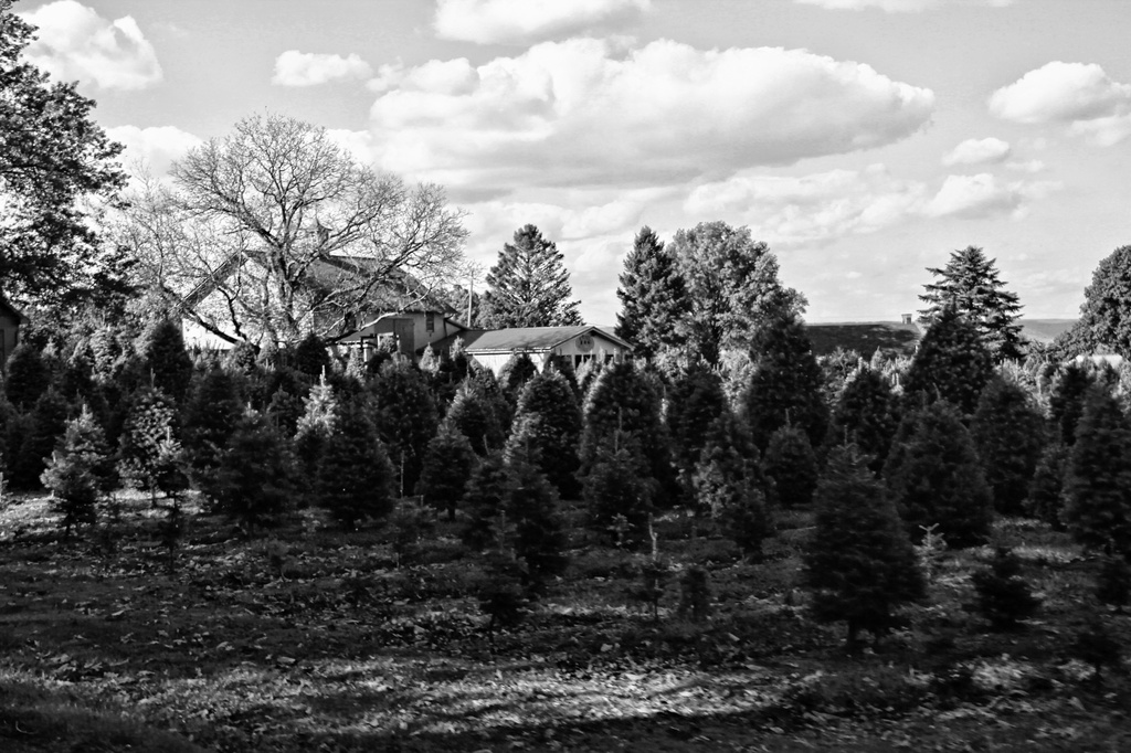 Christmas Tree Farm by digitalrn
