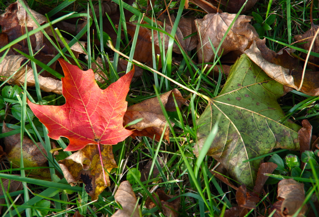 Fall Leaf by houser934