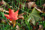 18th Oct 2013 - Fall Leaf