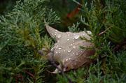 19th Oct 2013 - Fall rain II (leaf in cedar)