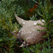 Fall rain II (leaf in cedar) by houser934