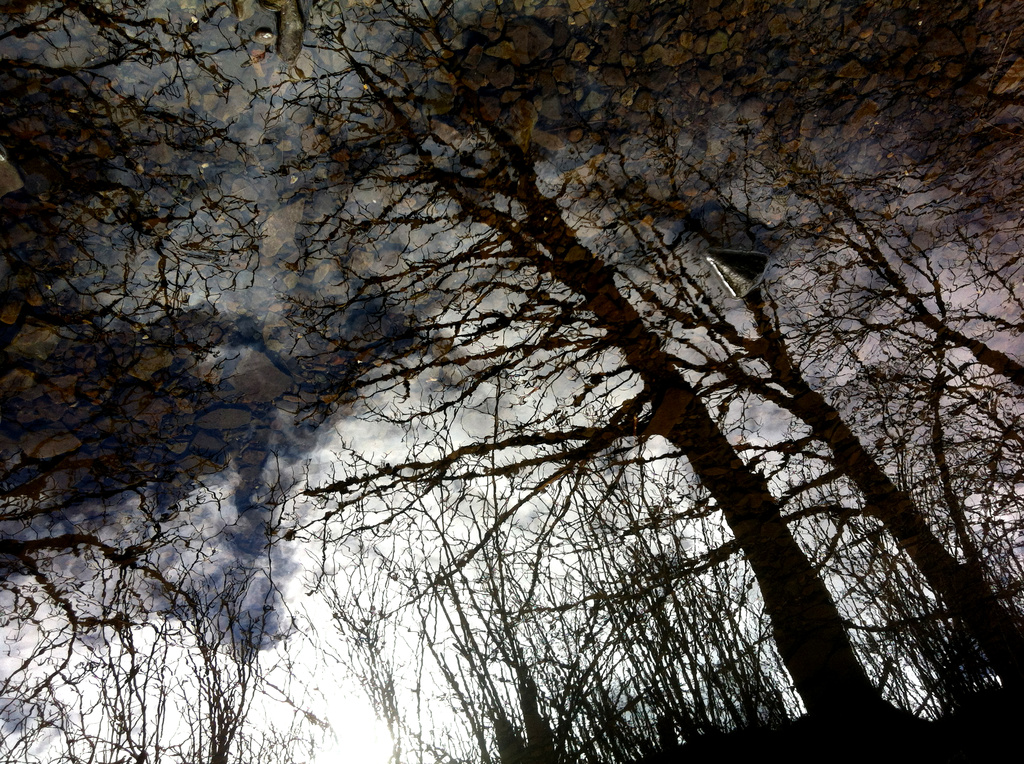 trees reflected by ingrid2101
