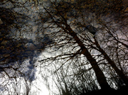 21st Oct 2013 - trees reflected