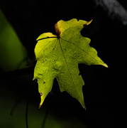 20th Oct 2013 - The Lone Leaf