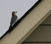 20th Oct 2013 - Woodpecker on the Roof