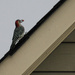 Woodpecker on the Roof by darylo