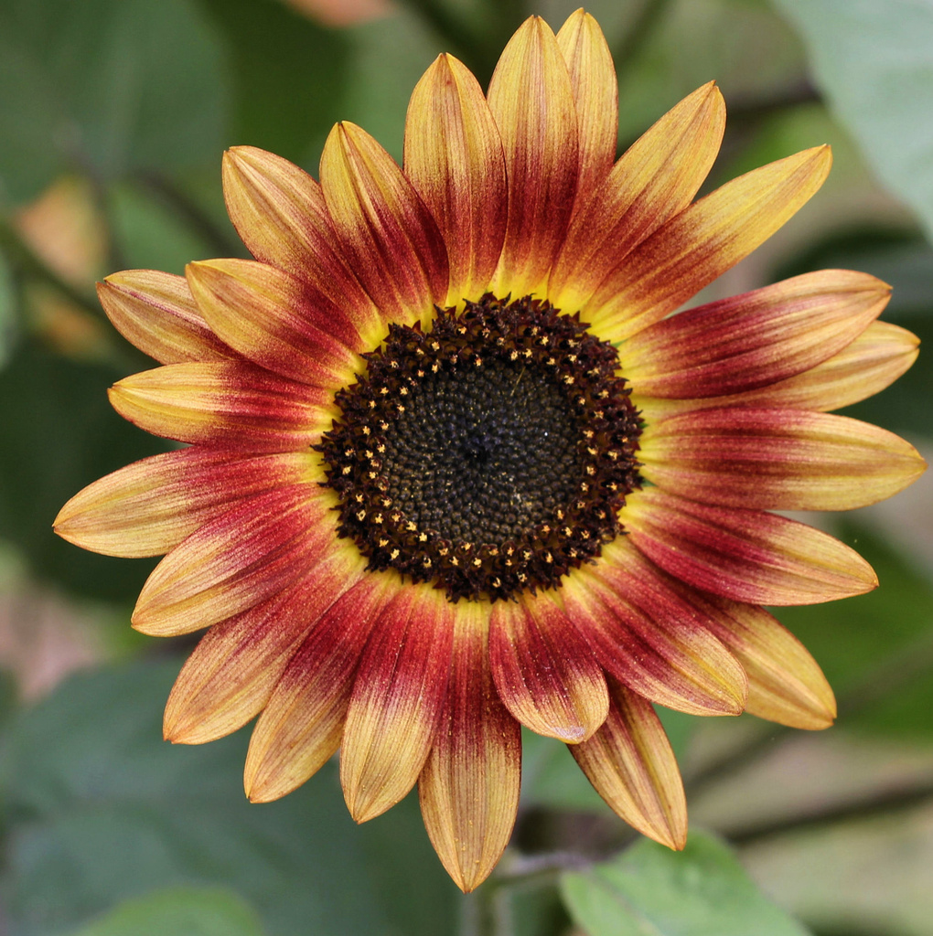 Autumn Sunflower by cjwhite