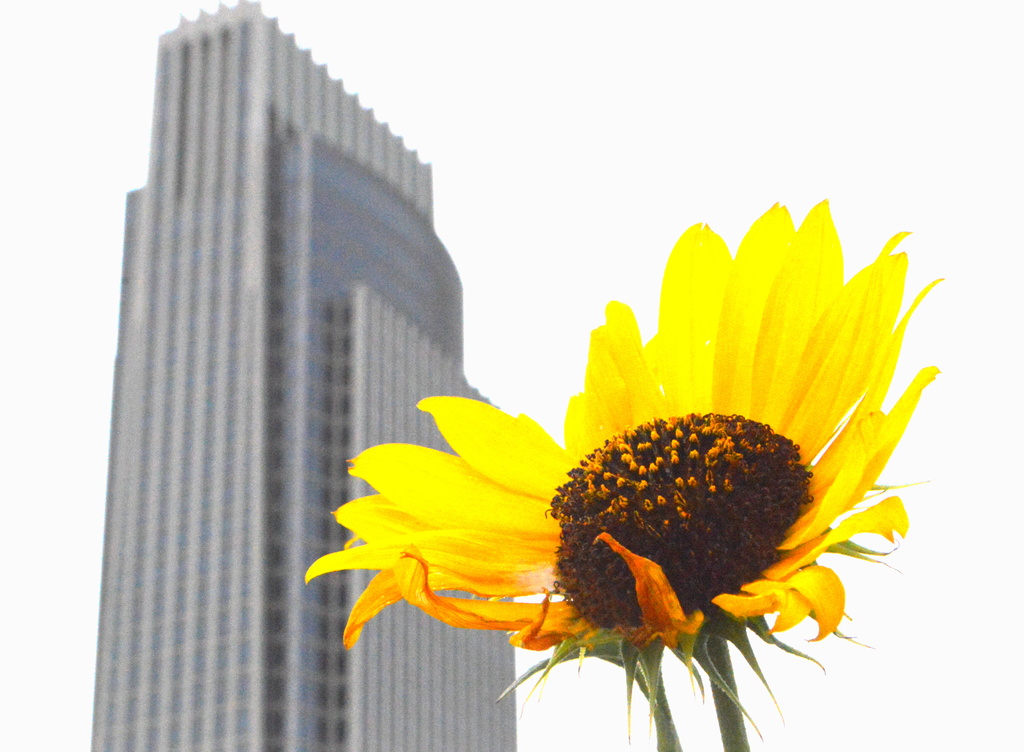 Sunflower in the City by kareenking