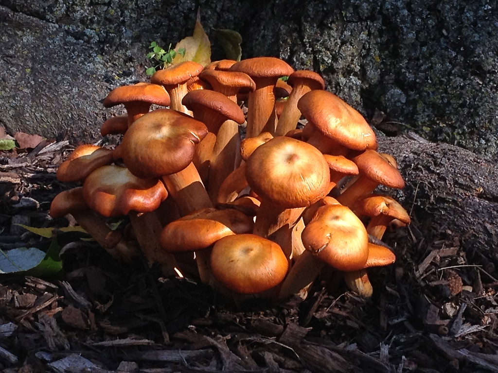 Mushrooms by rosiekerr