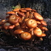 Mushrooms by rosiekerr